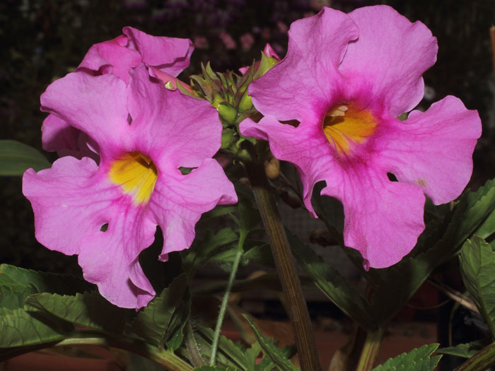 mp_incarvillea_del_2015_02.jpg
