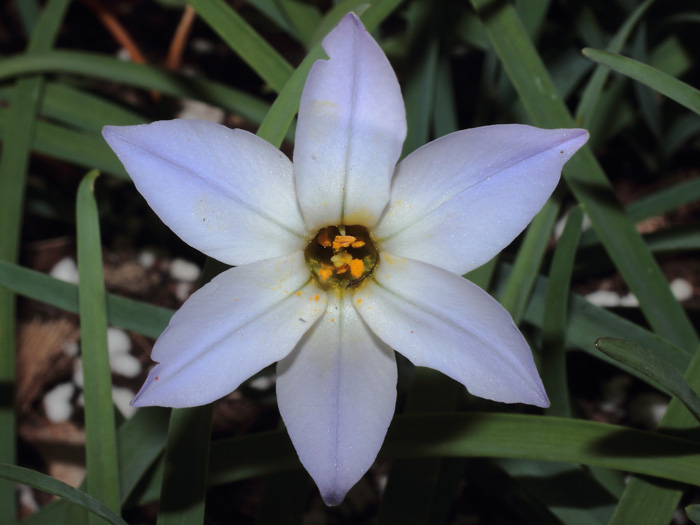 mp_ipheion_2014_02.jpg