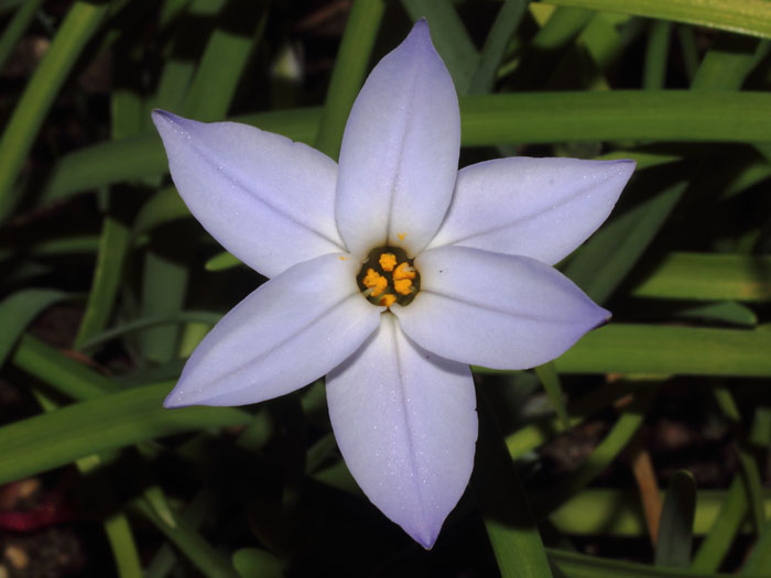 mp_ipheion_uni_2015_01.jpg