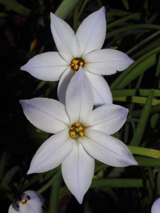 mp_ipheion_uni_2015_02.jpg