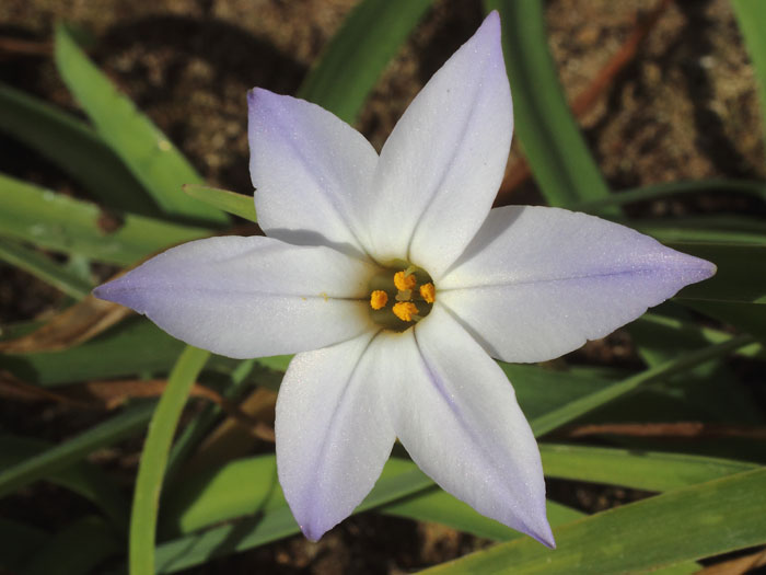 mp_ipheion_uni_2016_01.jpg