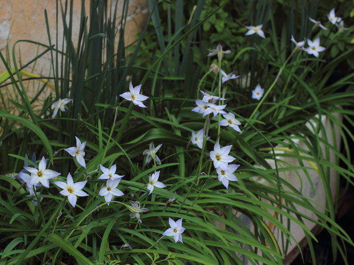 mp_ipheion_uni_2016_02.jpg