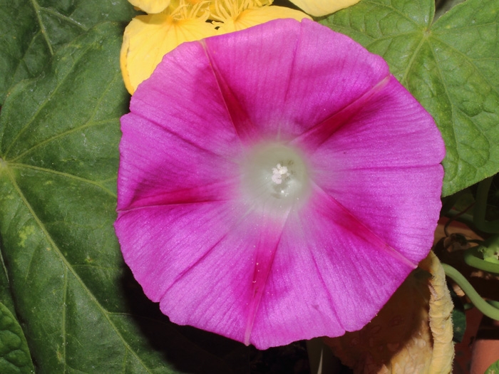 mp_ipomoea_ecall_2014_01.jpg