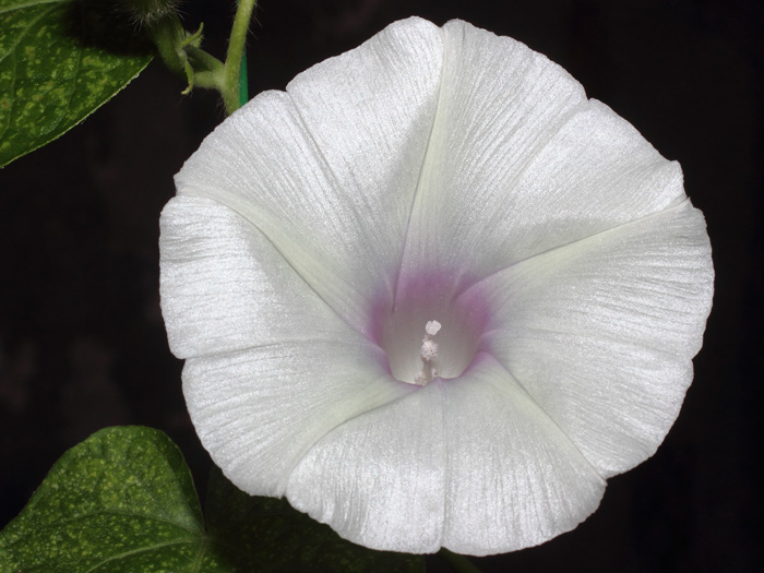 mp_ipomoea_nil_2016_01.jpg