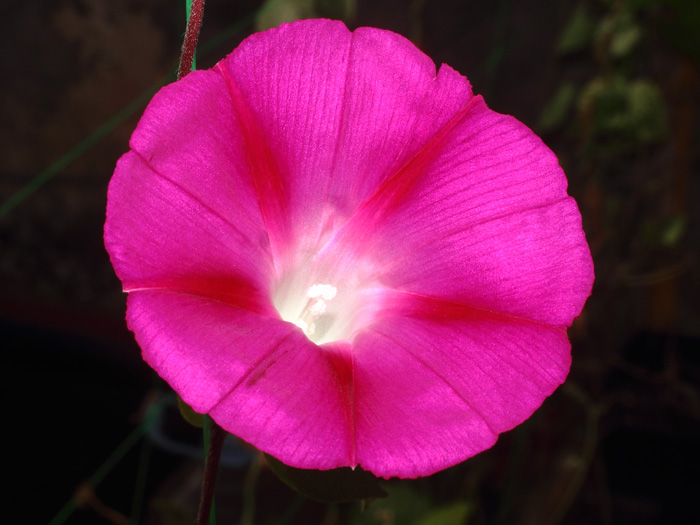 mp_ipomoea_nil_2016_02.jpg