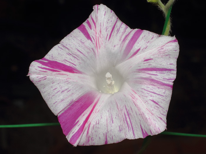 mp_ipomoea_pcv_2016_01.jpg