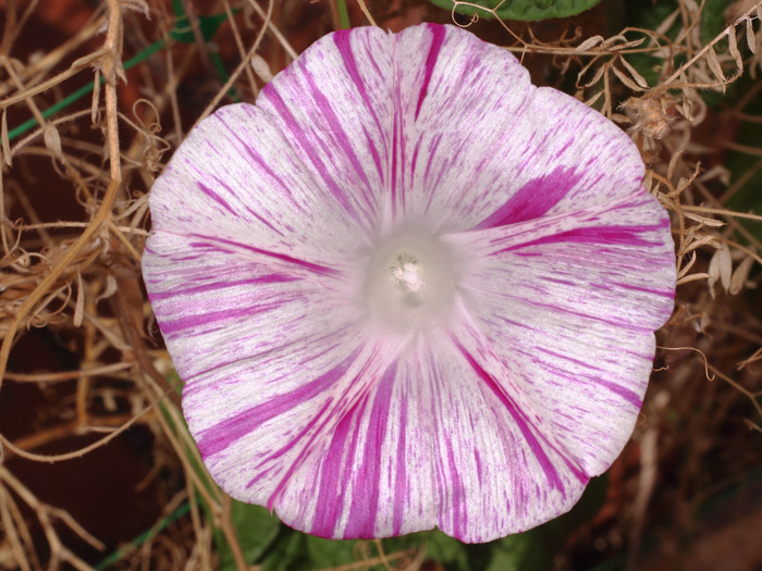 mp_ipomoea_pcv_2017_01.jpg