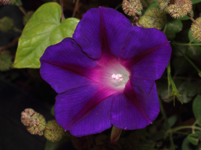 mp_ipomoea_pur_2017_01.jpg