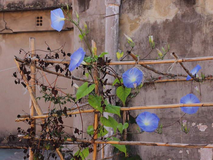 mp_ipomoea_tri_2014_04.jpg