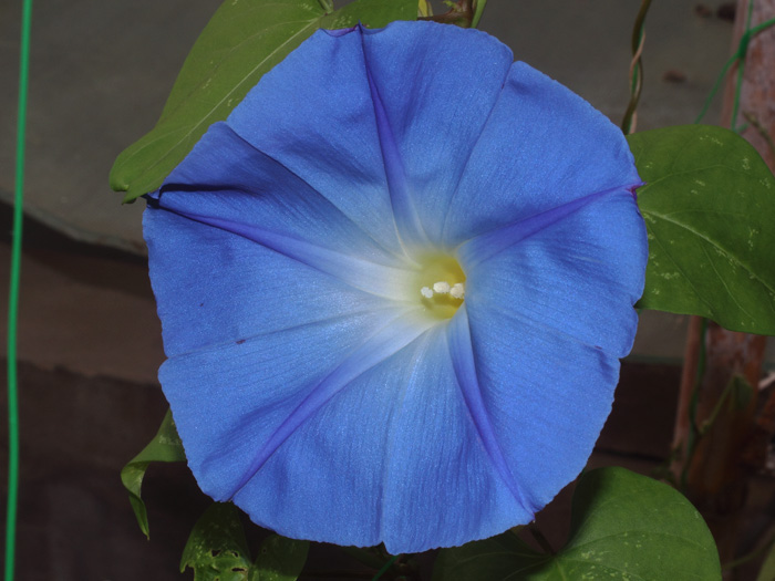 mp_ipomoea_tri_2016_01.jpg