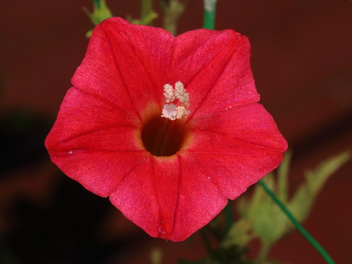 mp_ipomoea_xsl_2016_01.jpg