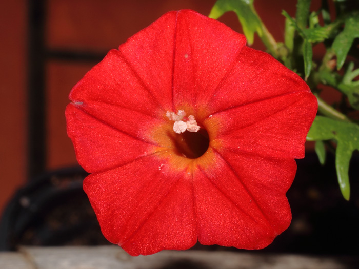 mp_ipomoea_xsl_2016_03.jpg
