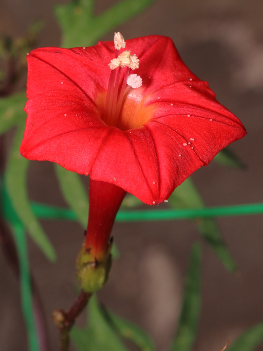 mp_ipomoea_xsl_2017_02.jpg