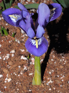 mp_iri_ret_rhapsody_2013_01.jpg