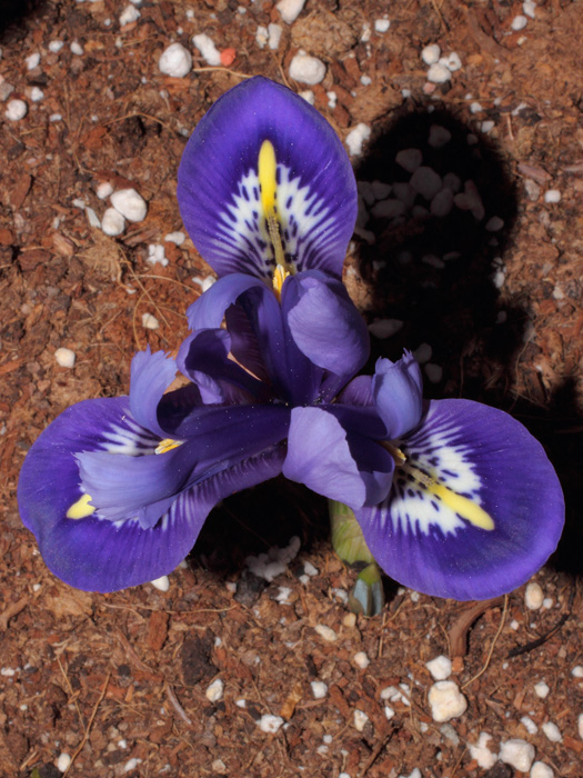 mp_iri_ret_rhapsody_2013_03.jpg