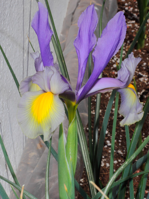 mp_iris_bm_2013_01.jpg