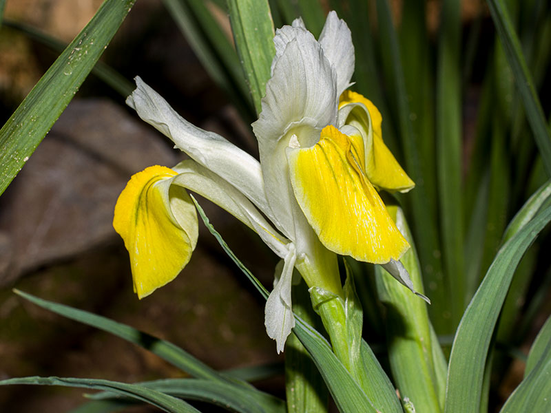 mp_iris_buc_2021_01.jpg