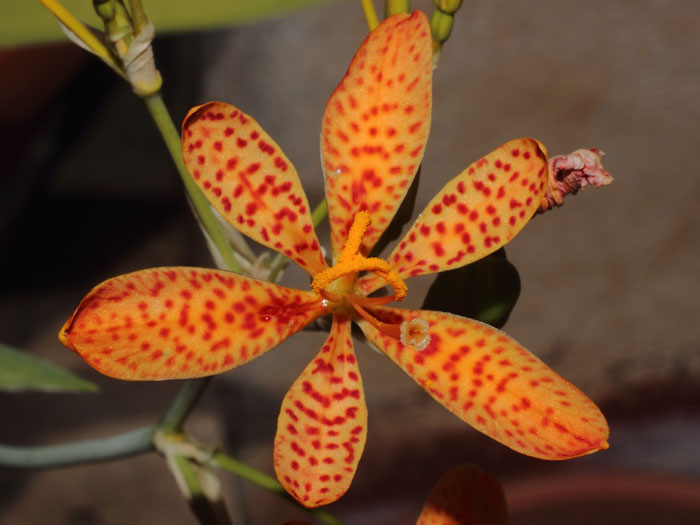 mp_iris_dom_2015_02.jpg