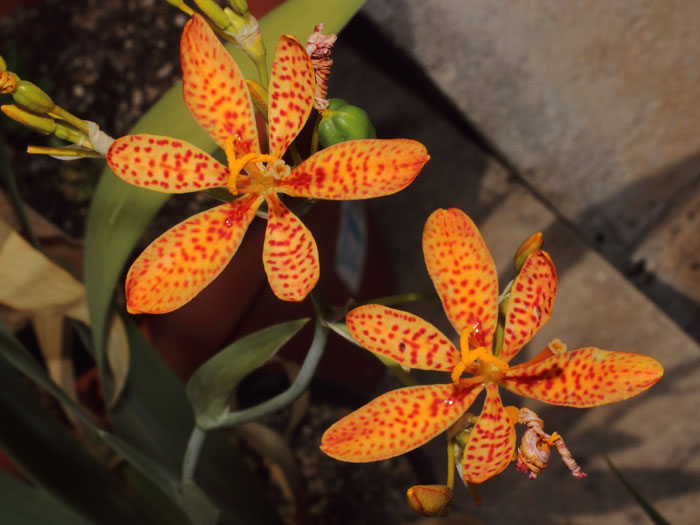 mp_iris_dom_2015_03.jpg