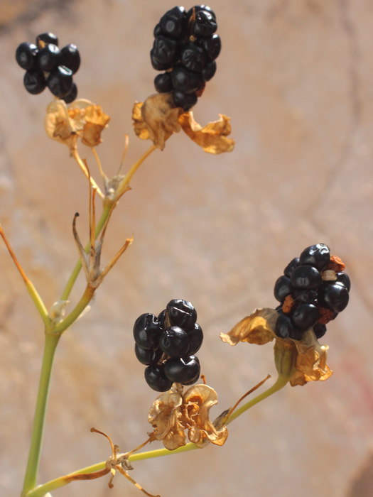 mp_iris_dom_2015_05.jpg