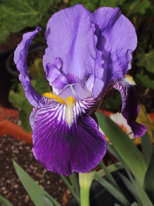 mp_iris_ger_2015_01.jpg