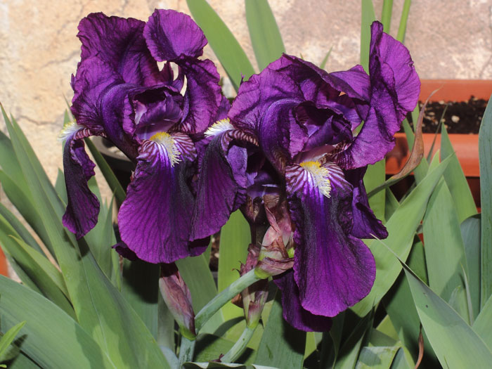 mp_iris_ger_2015_03.jpg