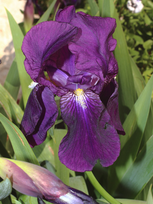 mp_iris_ger_2017_01.jpg