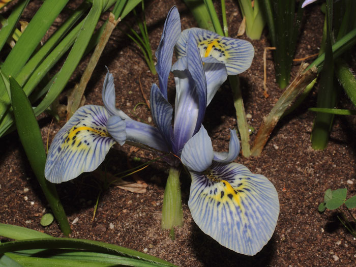 mp_iris_khg_2016_01.jpg