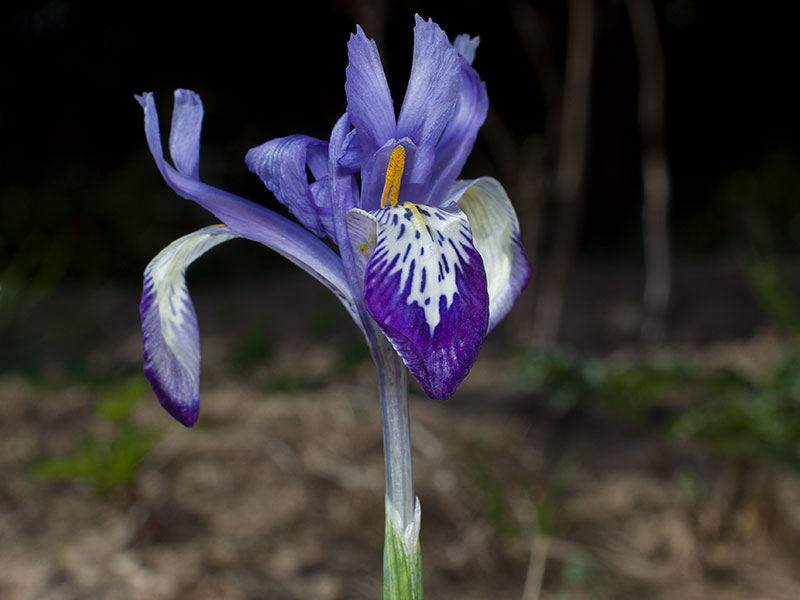 mp_iris_rbh_2021_02.jpg