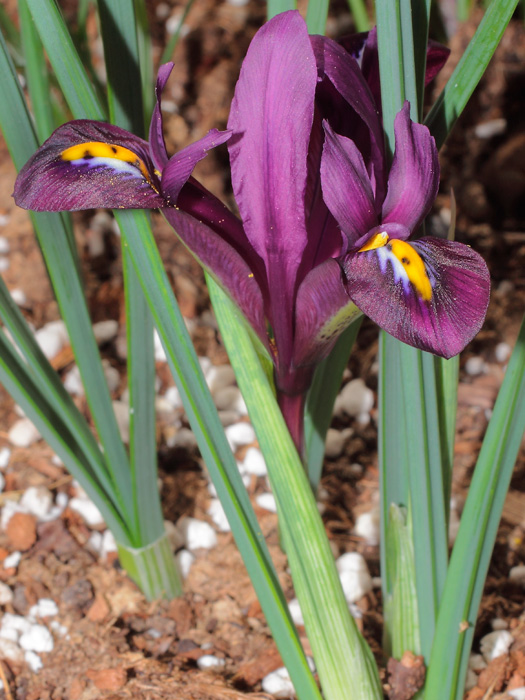 mp_iris_ret_2013_01.jpg