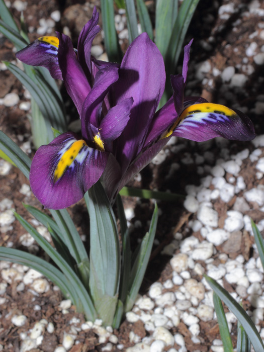 mp_iris_ret_2014_01.jpg