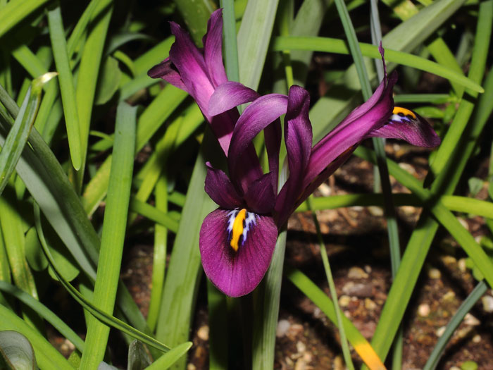 mp_iris_ret_2015_01.jpg