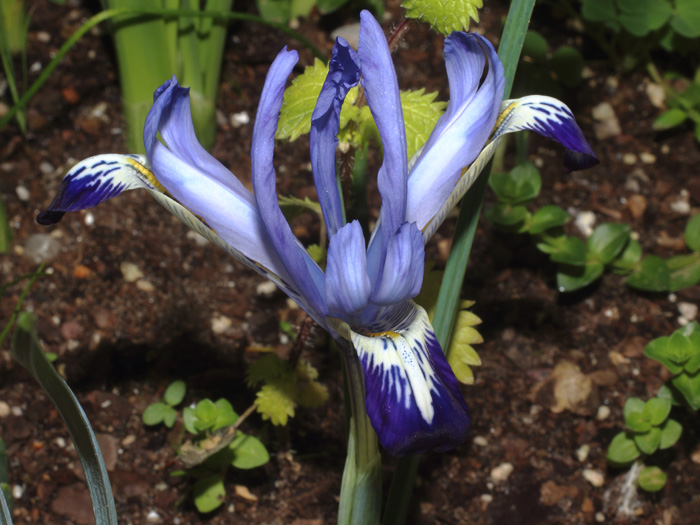mp_iris_ret_2017_02.jpg