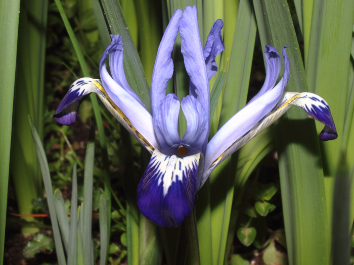 mp_iris_ret_2017_04.jpg