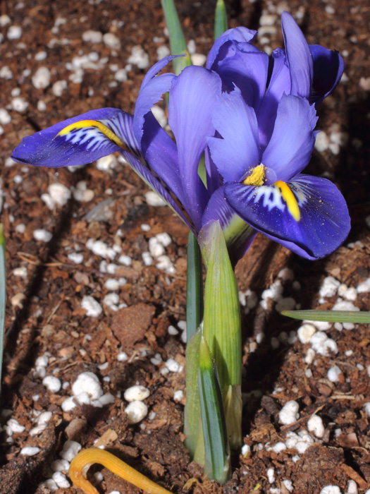 mp_iris_rhap_2014_01.jpg