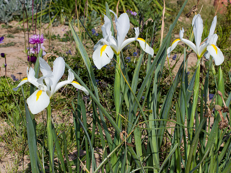 mp_iris_xho_2021_01.jpg