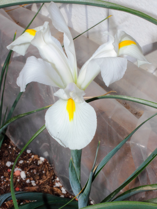 mp_iris_xhol_2013_01.jpg