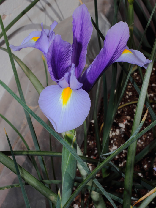 mp_iris_xhol_2013_02.jpg