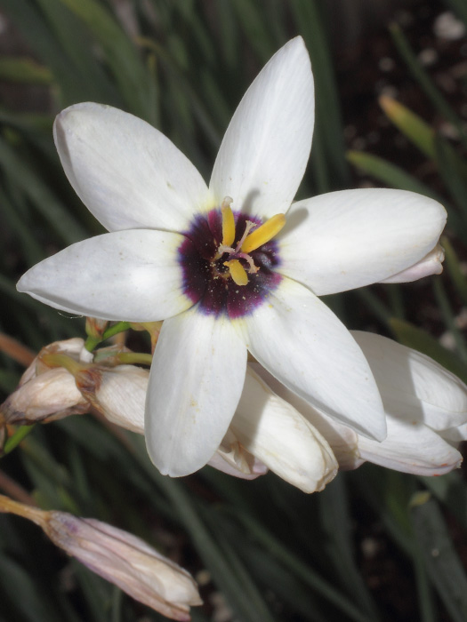 mp_ixia_2013_01.jpg