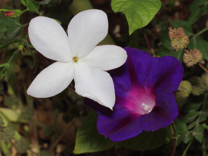 mp_jasminum_e_ipomoea_2017_01.jpg