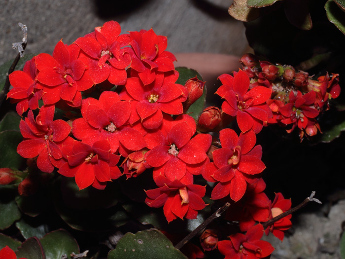 mp_kal_blossf_2014_01.jpg