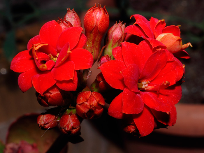 mp_kal_blossfeldiana_2013_01.jpg