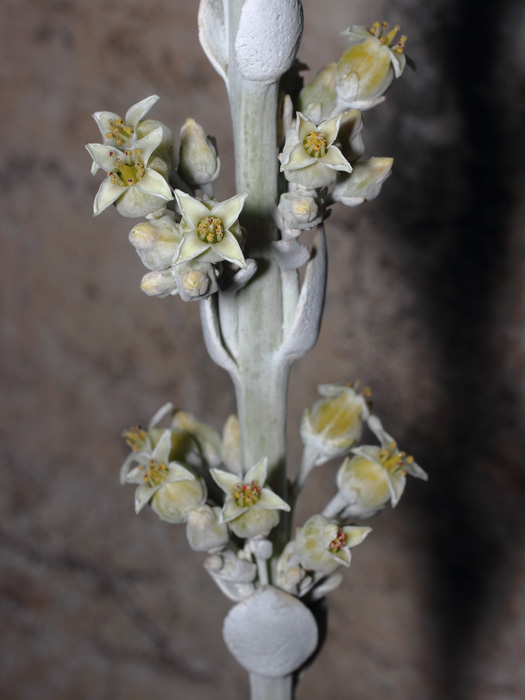 mp_kalanchoe_luc_2018_01.jpg