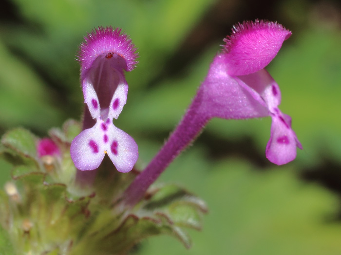 mp_lamium_amp_2017_01.jpg