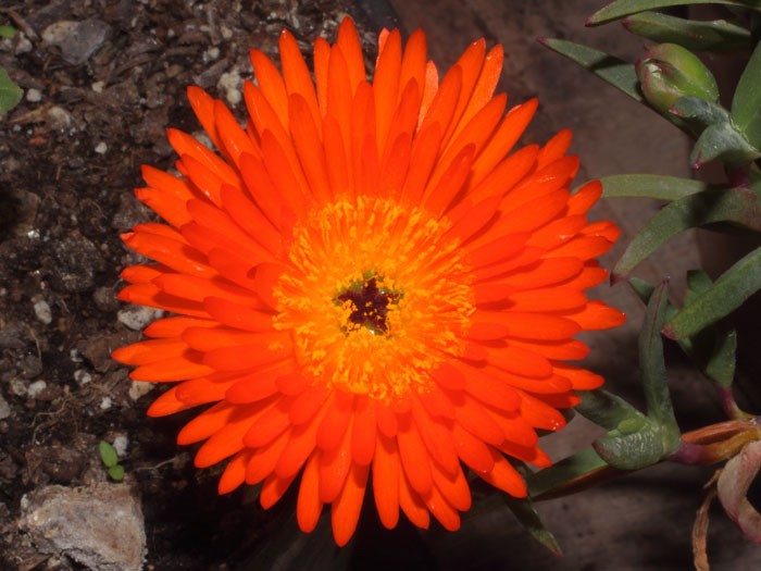 mp_lampranthus_aur_2016_01.jpg