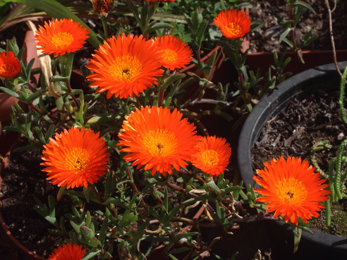 mp_lampranthus_aur_2016_02.jpg