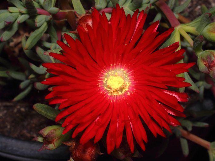 mp_lampranthus_coc_2017_01.jpg
