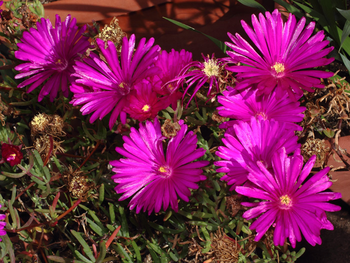 mp_lampranthus_ros_2018_02.jpg