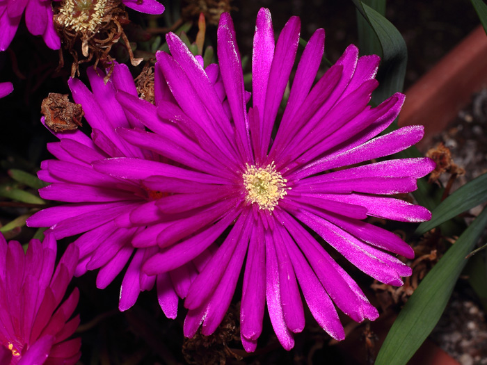 mp_lampranthus_ros_2018_03.jpg