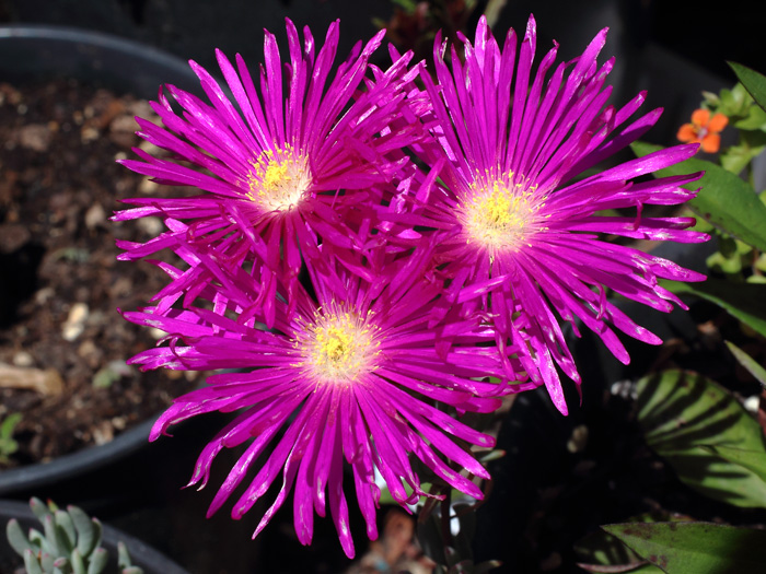 mp_lampranthus_spe_2017_03.jpg